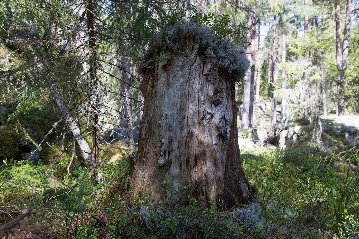 Ännu en gammal stubbe