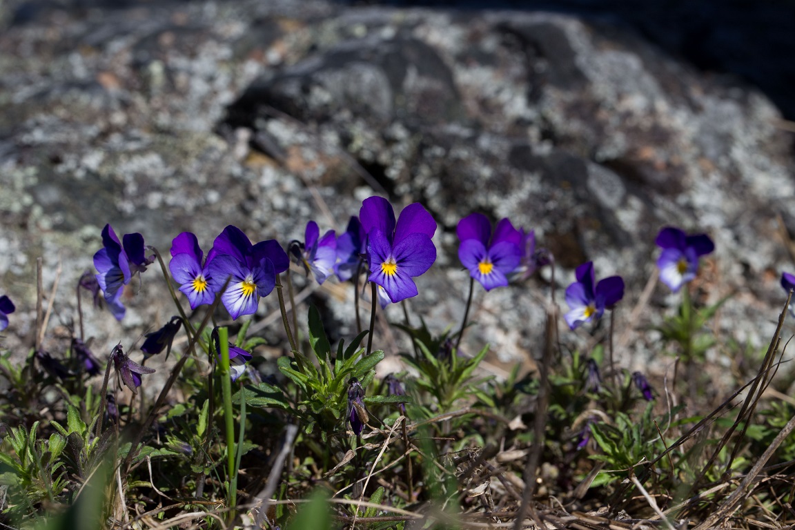 Styvmorsviol, Heartsease, Viola tricolor