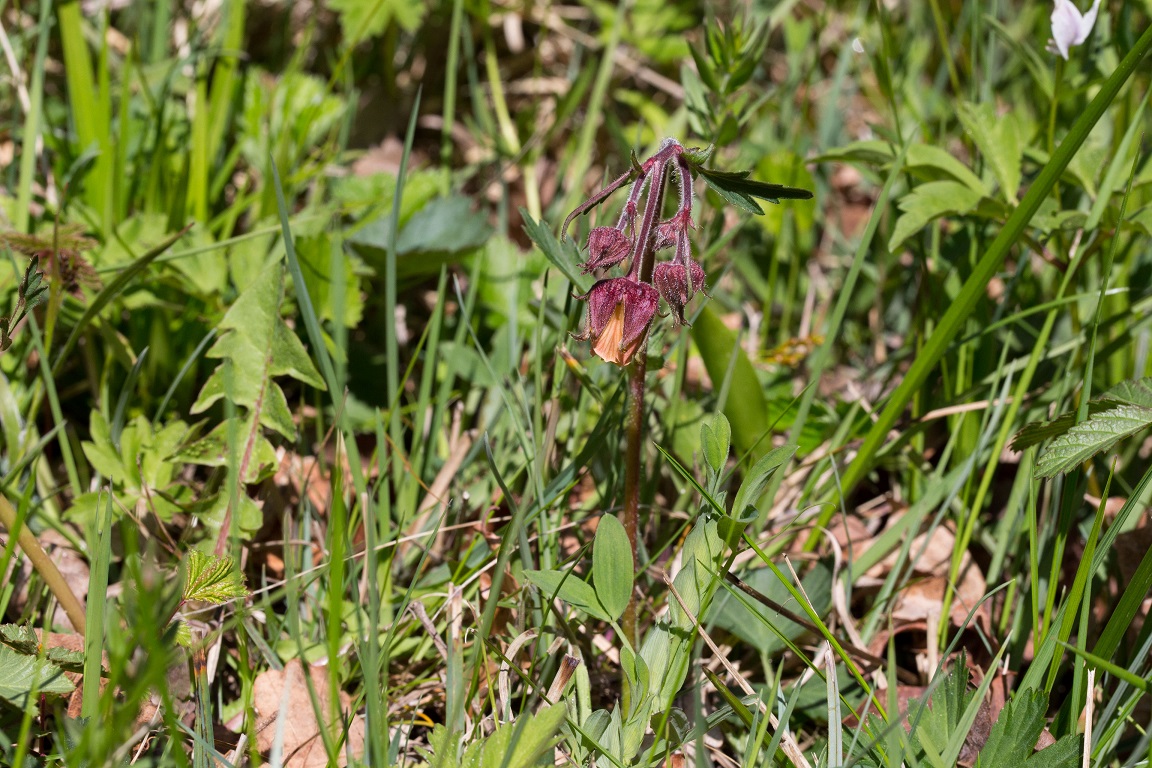 Humleblomster, Water avens, Geum rivale