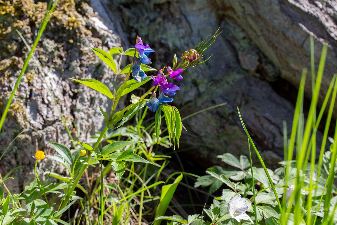 Vårärt, Spring vetchling, Lathyrus vernus