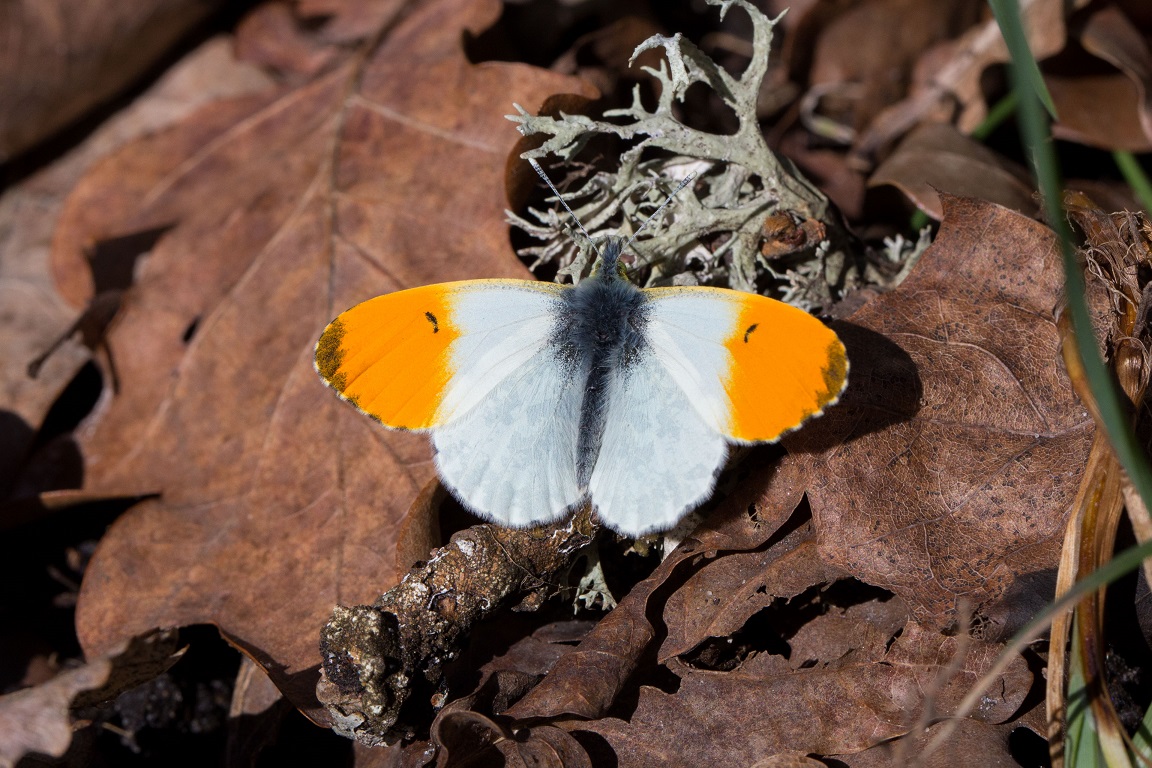 Aurorafjäril, The Orange Tip, Anthocharis cardamines