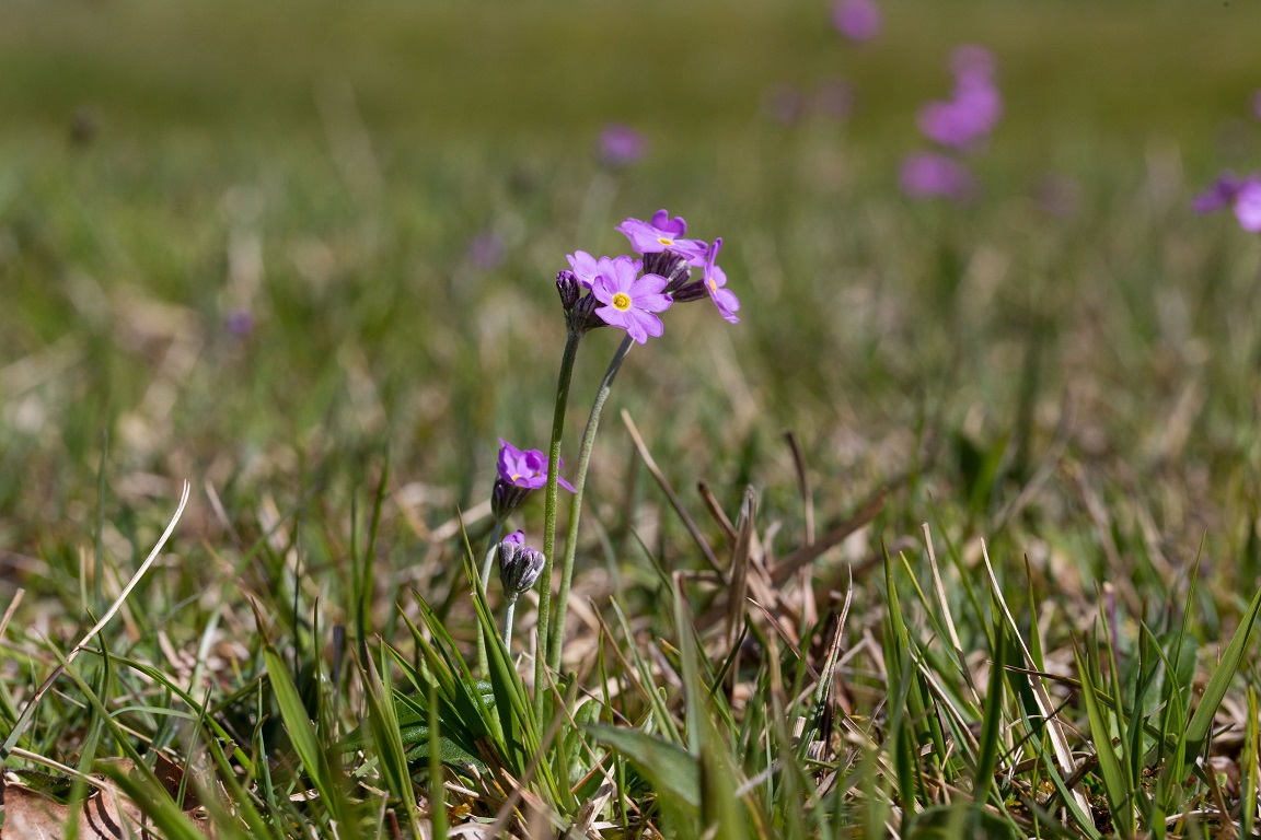 Majviva, Birds eye primrose, Primula farinosa