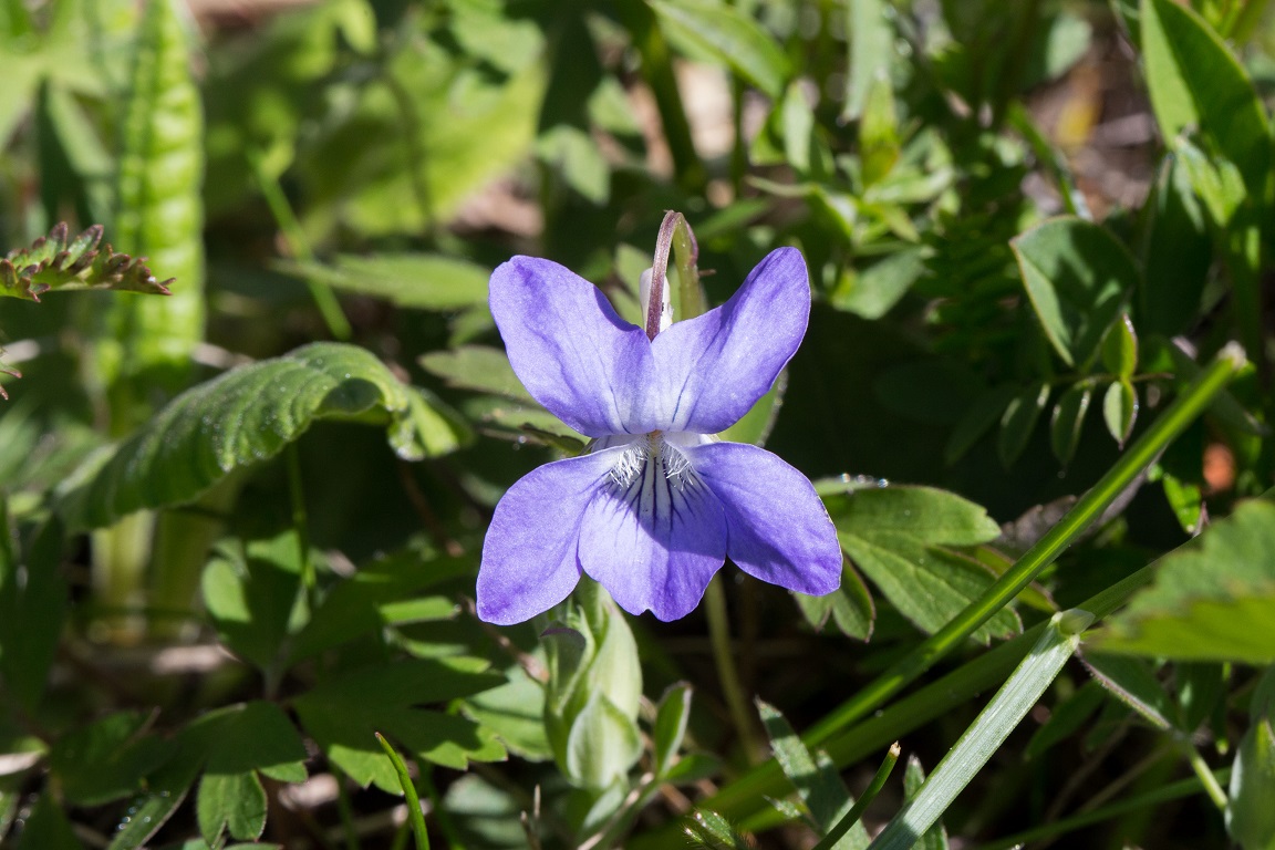 Skogsviol, Common dog-violet, Viola riviniana