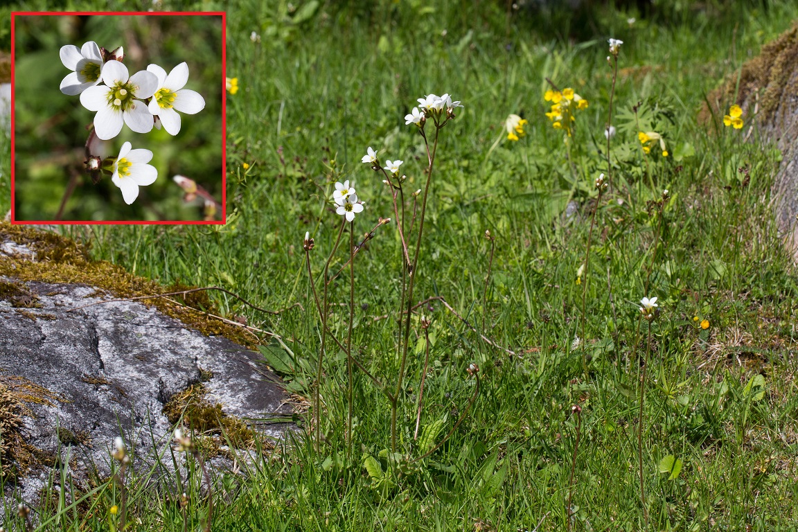 Mandelblom, Meadow saxifrage, Saxifraga granulata