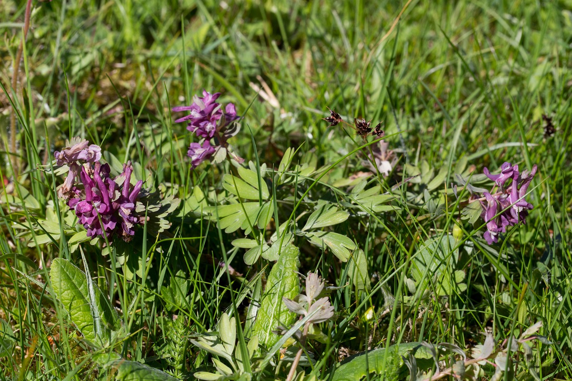 Stor nunneört, Bird-in-a-bush, Corydalis solida