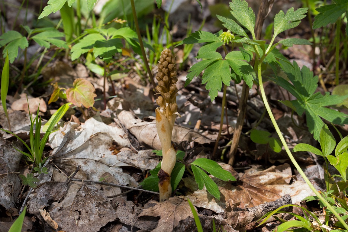 Nästrot, Bird's-nest Orchid, Neottia nidus-avis