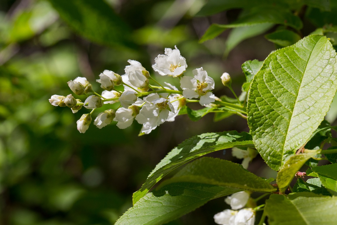 Hägg, Bird cherry, Prunus padus