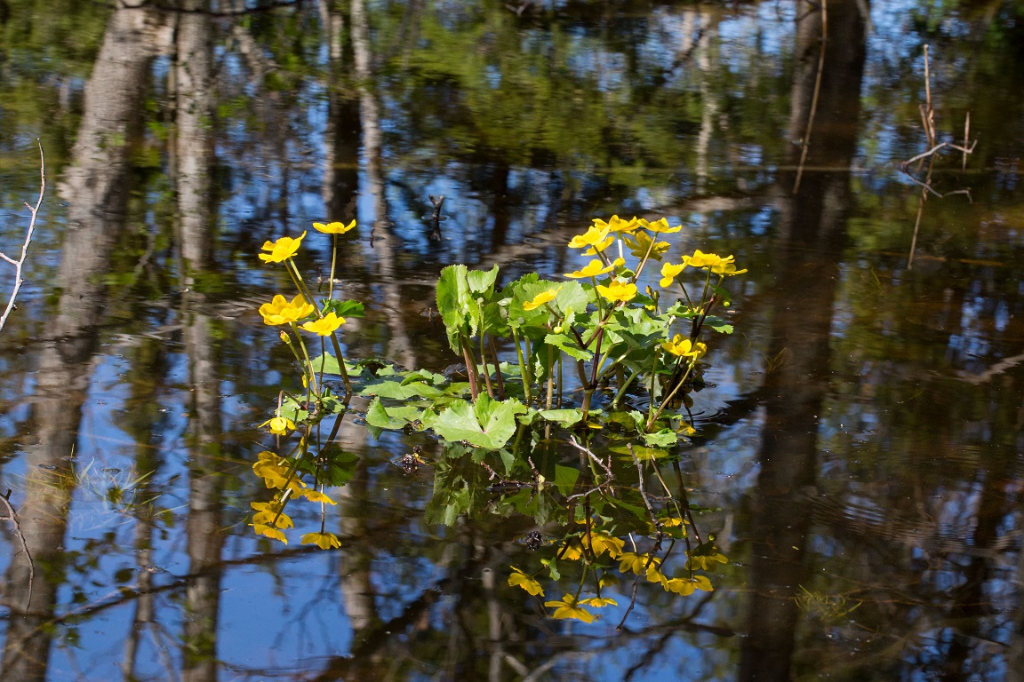 Kabbleka, Marsh marigold,Caltha palustris