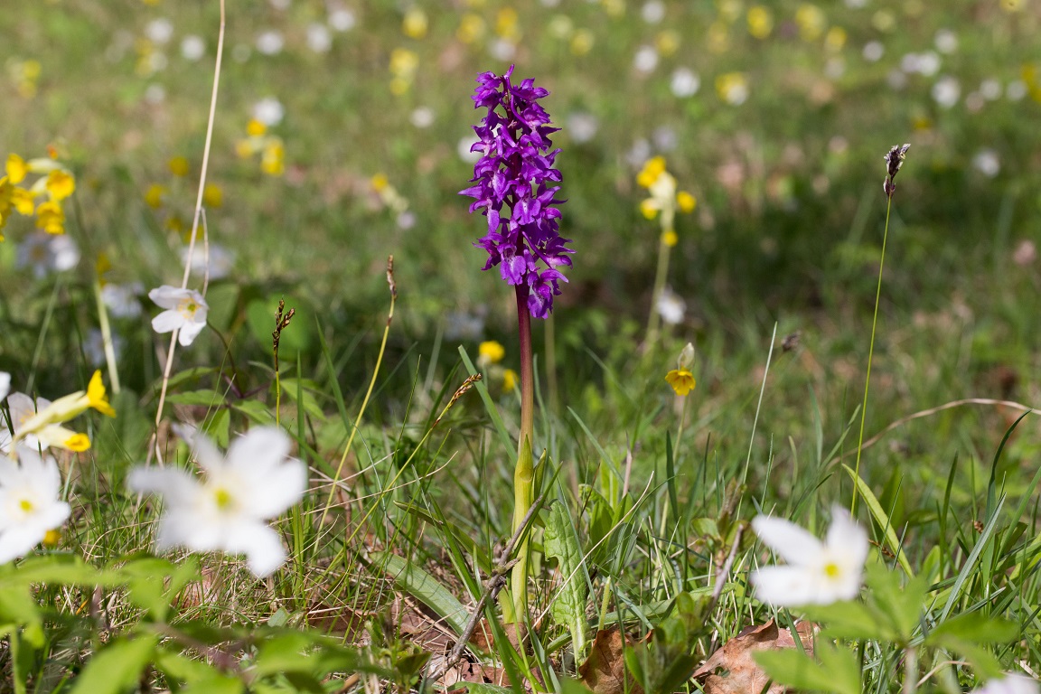 Sankt Pers nycklar, Early Purple Orchid, Orchis Máscula