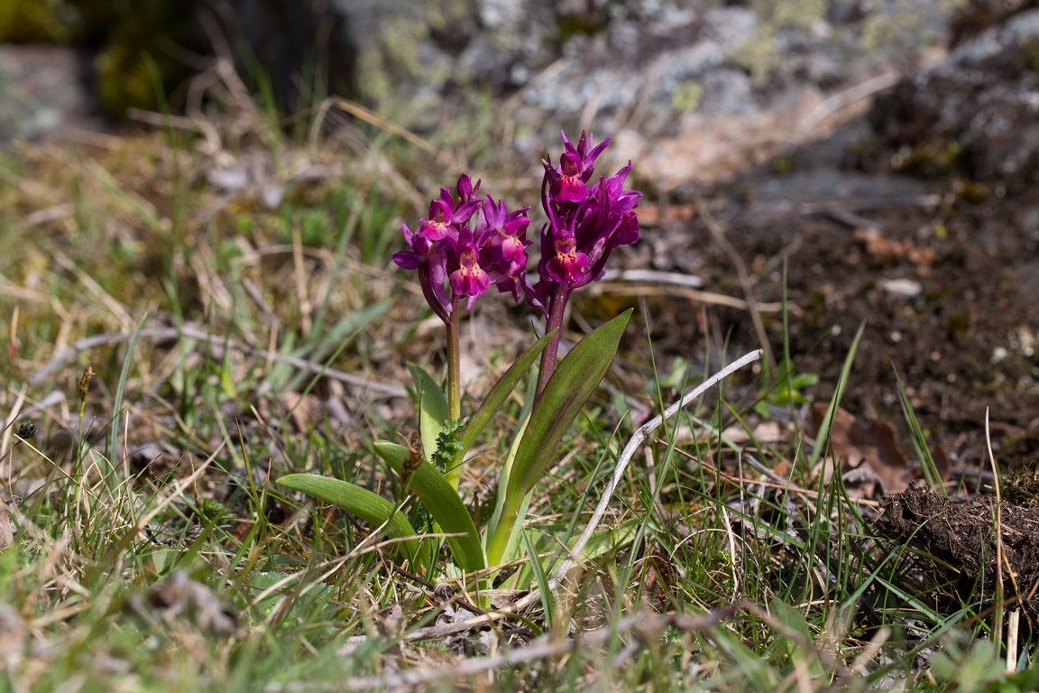 Adam och Eva, The Broad-Leafed Dactylorhiza, Dactylorhiza latifolia (L.) Soó 