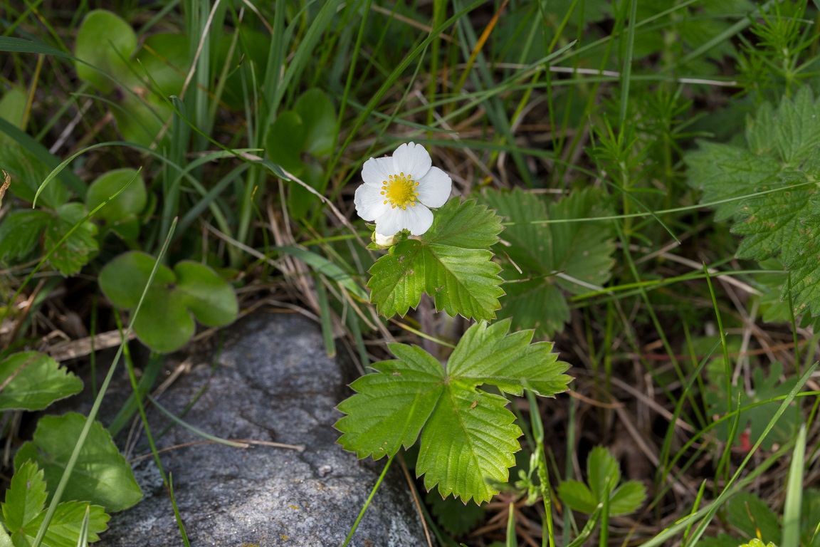 Smultron, Wild strawberry, Fragaria vesca