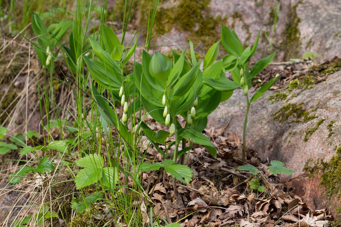 Getrams, Angular Solomon's-seal, Polygonatum odoratum