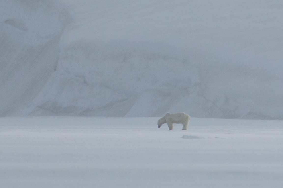 Isbjörn, Polar bear, Ursus maritimus