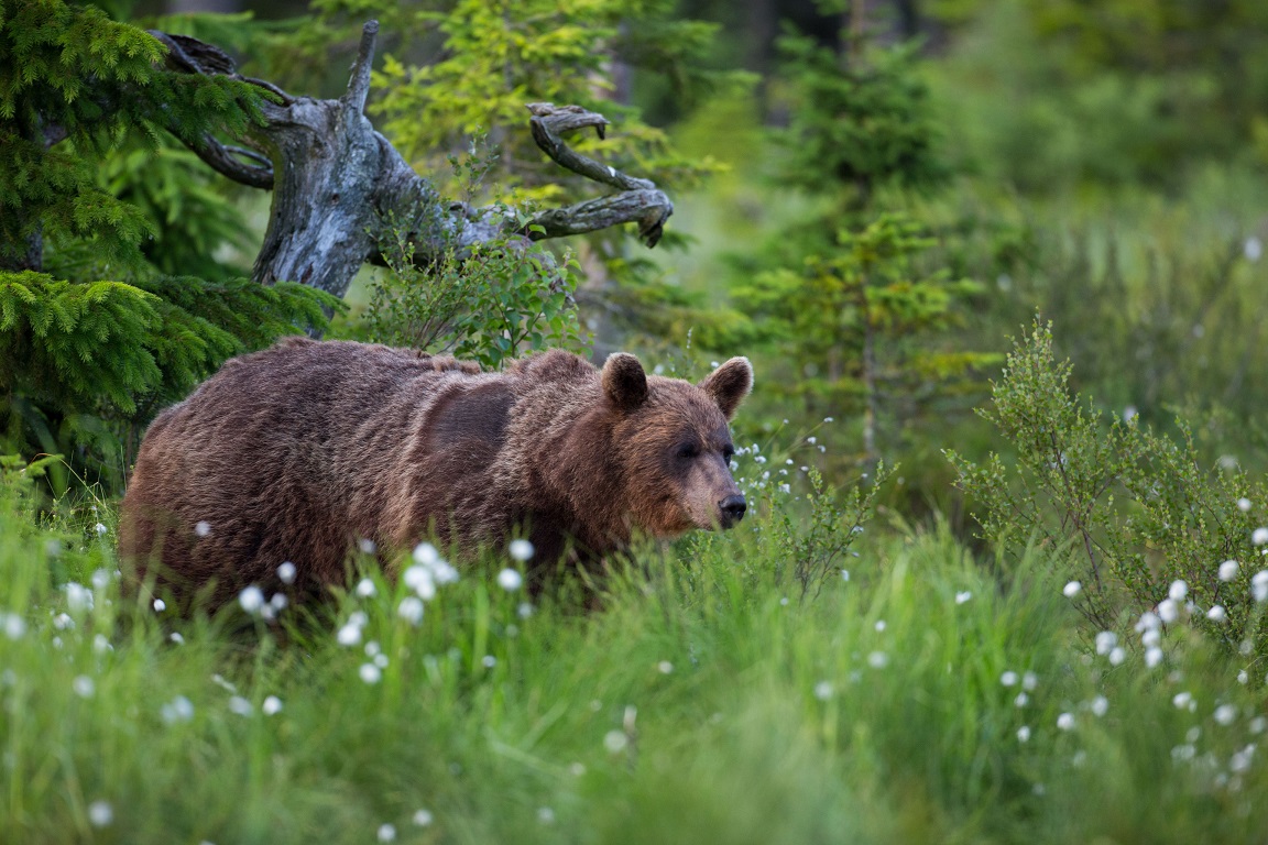 Brunbjörn, Brown bear, Ursus arctos