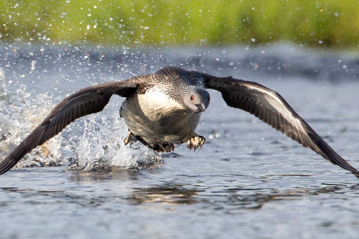 Smålom, Red-throated diver, Gavia stellata