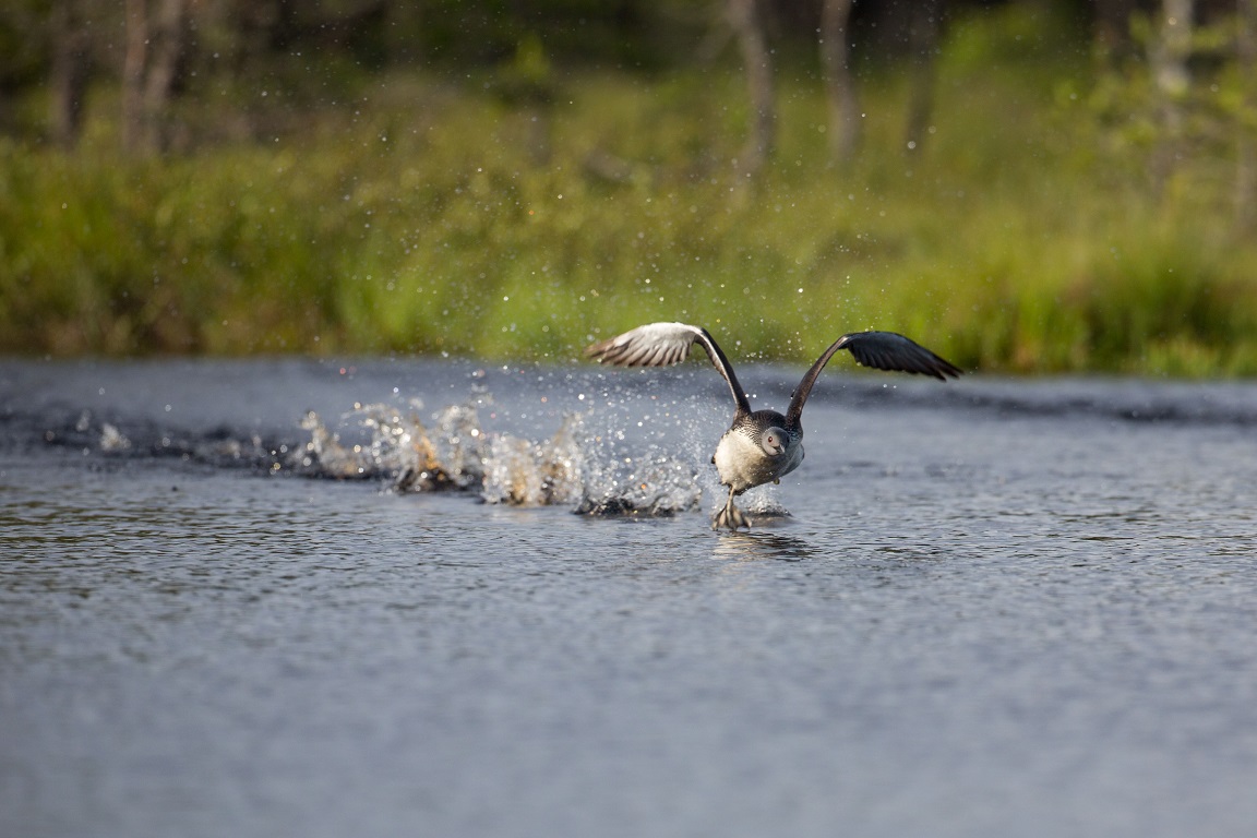 Smålom, Red-throated diver, Gavia stellata