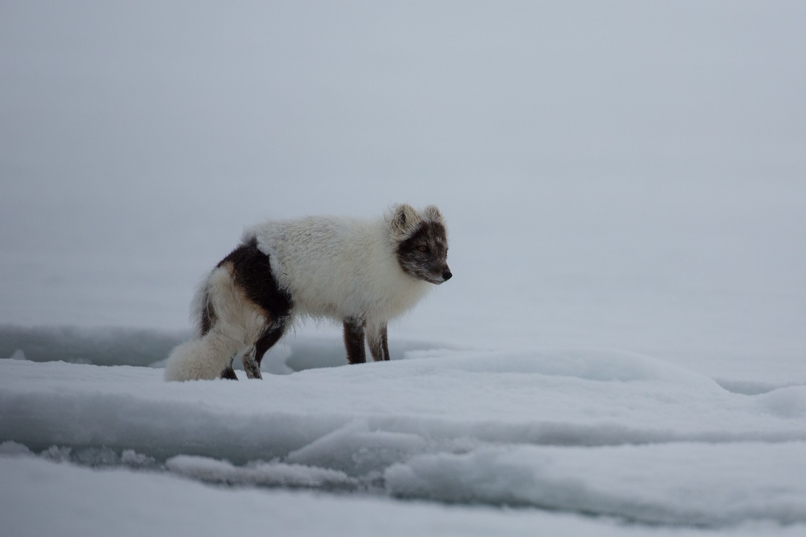 Fjällräv, Arctic fox, Vulpes lagopus