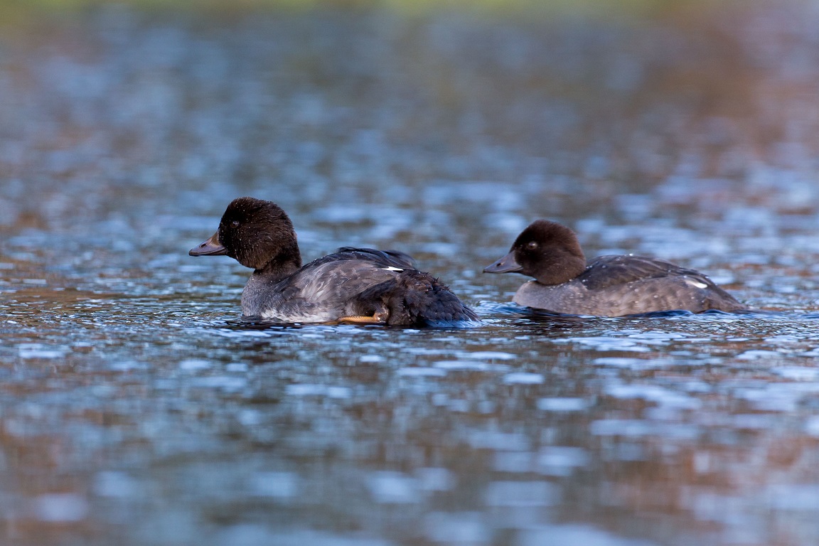 Knipa, Common goldeneye, Bucephala clangula