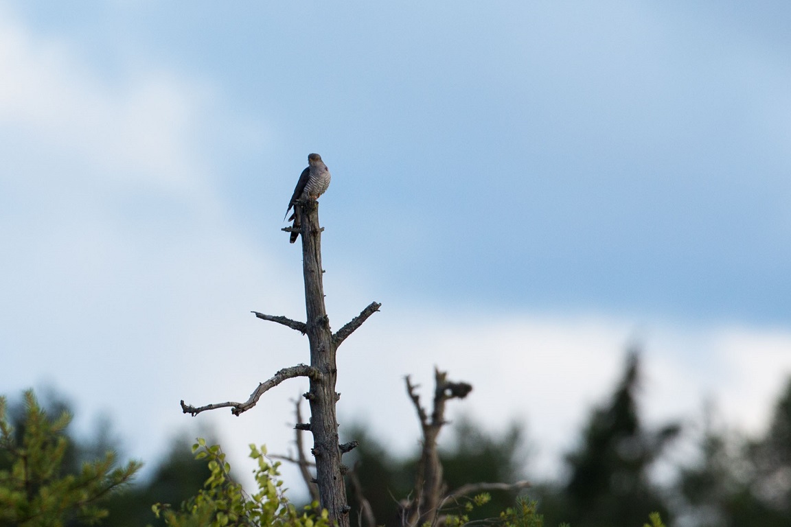 Gök, Common Cuckoo, Cuculus canorus