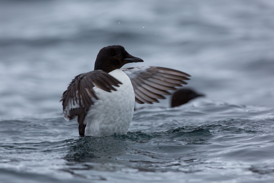 Spetsbergsgrissla, Thick-billed Murre, Uria lomvia