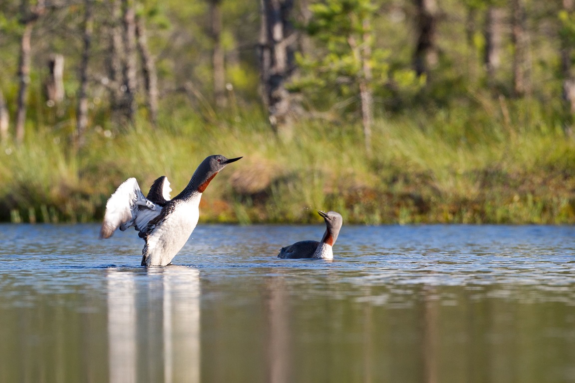 Smålom, Red-throated diver, Gavia stellata