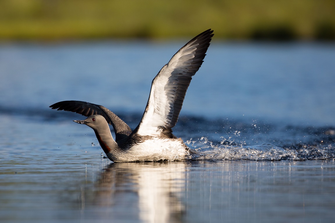 Smålom, Red-throated diver, Gavia stellata