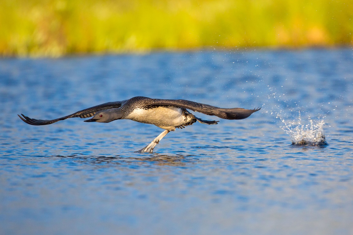 Smålom, Red-throated diver, Gavia stellata