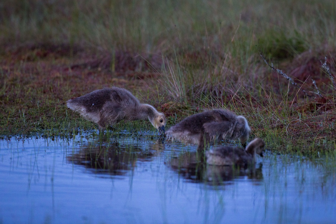 Kanadagås, Canada Goose, Branta canadensis