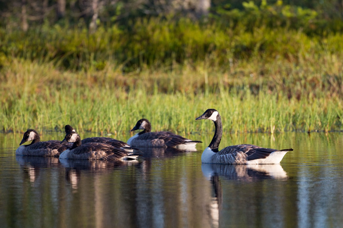 Kanadagås, Canada Goose, Branta canadensis