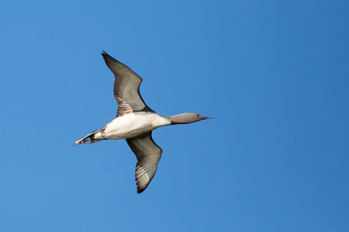 Smålom, Red-throated diver, Gavia stellata