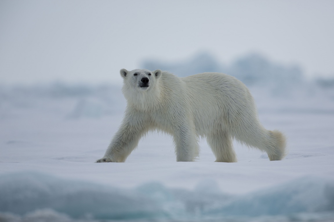 Isbjörn, Polar bear, Ursus maritimus