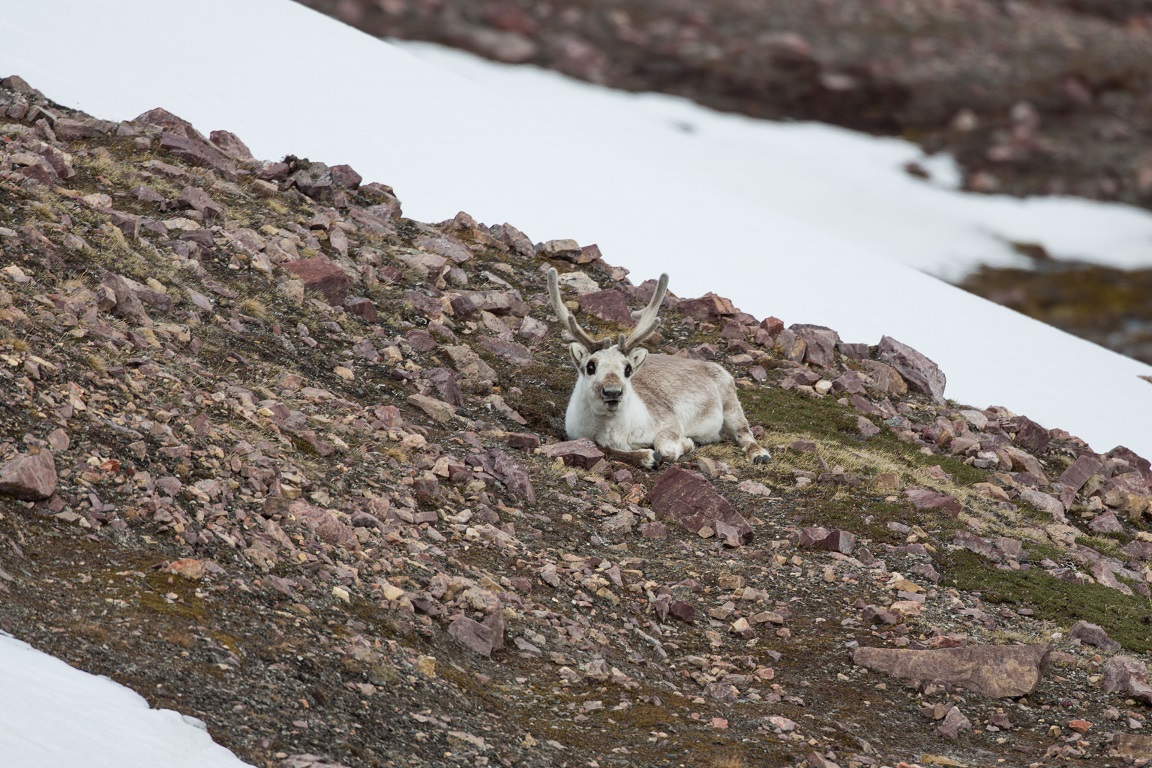 Svalbardsren, Svalbard reindeer, Rangifer tarandus platyrhynchus