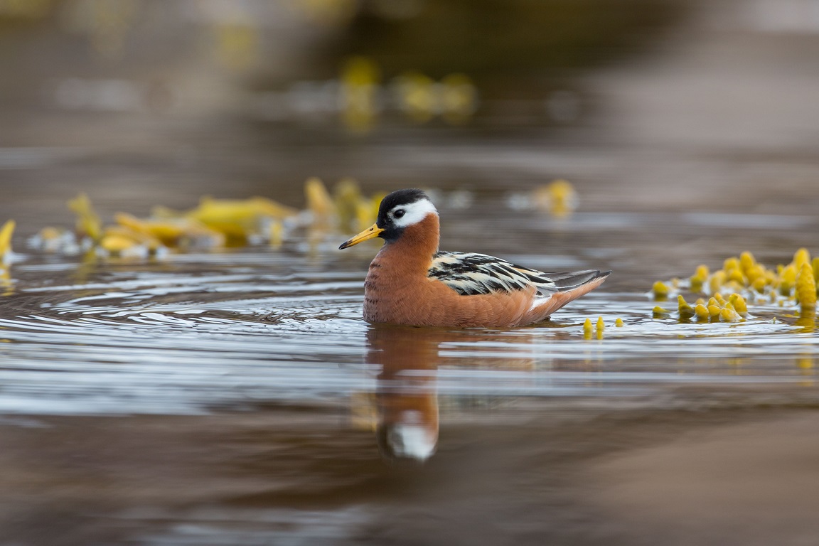 Brednäbbad simsnäppa, Red phalarope, Phalaropus fulicarius