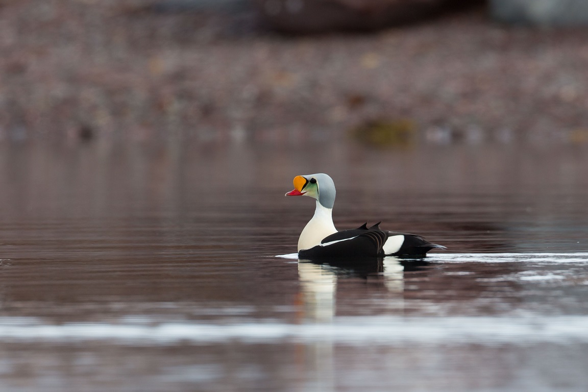 Praktejder, King eider, Somateria spectabilis