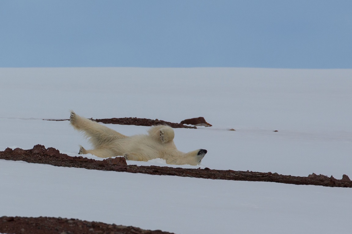 Isbjörn, Polar bear, Ursus maritimus