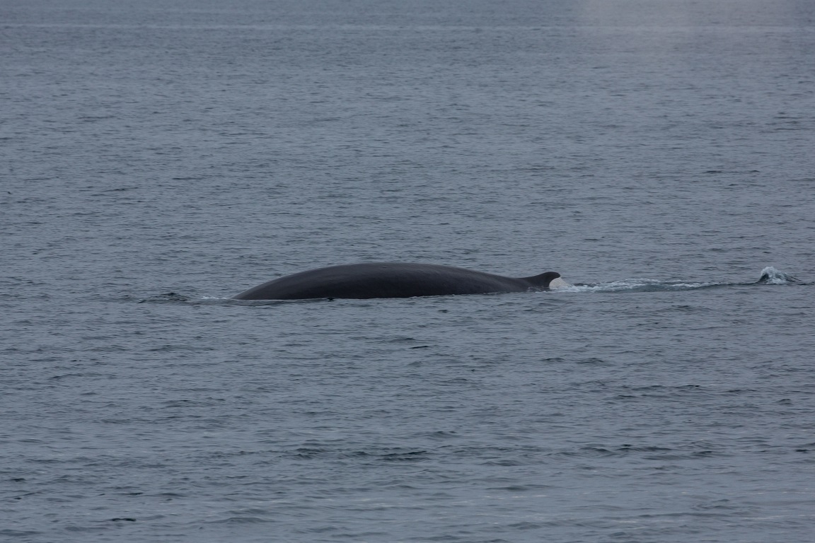 Sillval, Fin whale, Balaenoptera physalus