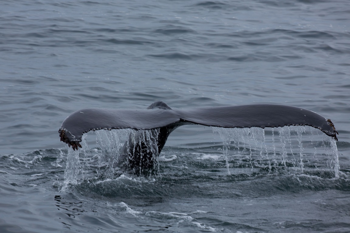 Knölval, Humpback whale, Megaptera novaeangliae