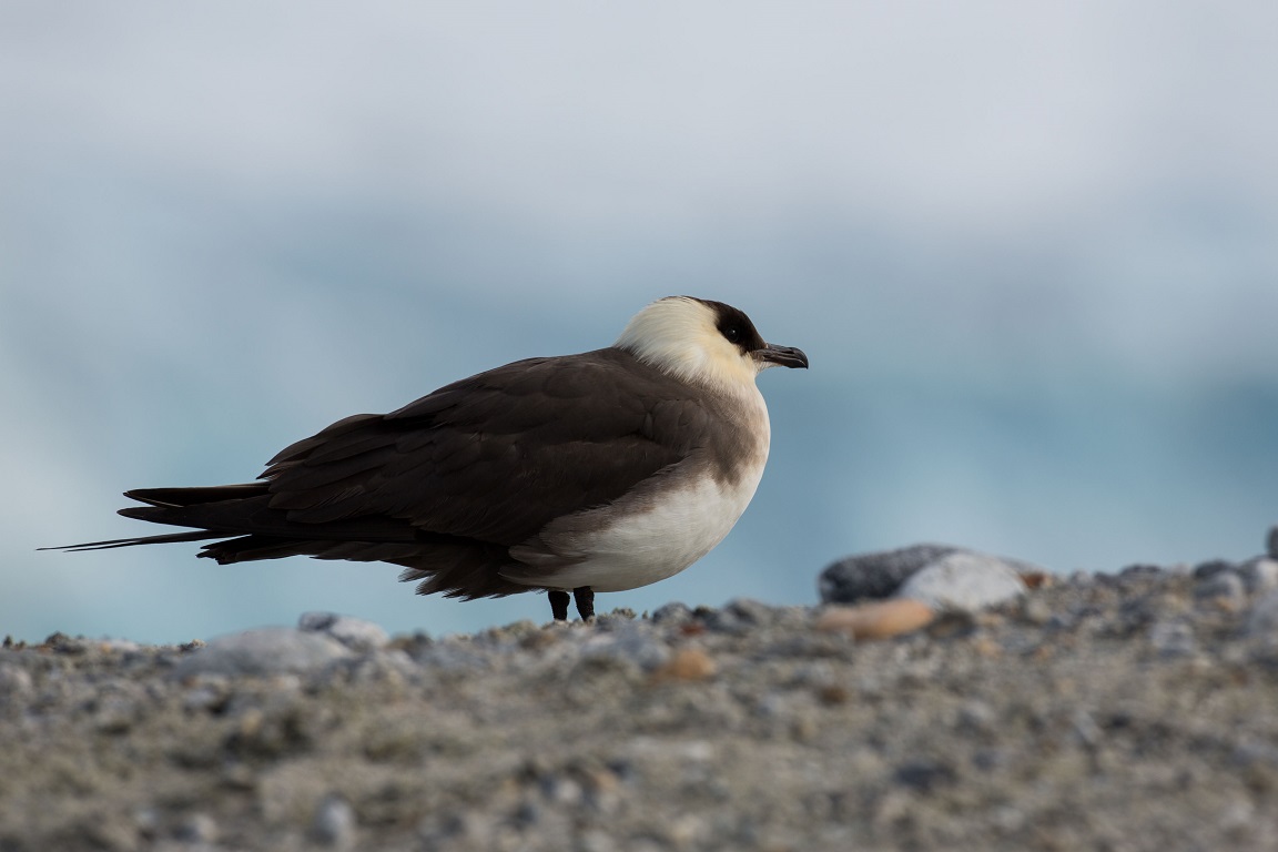 Kustlabb, Parasitic jaeger, Stercorarius parasiticus