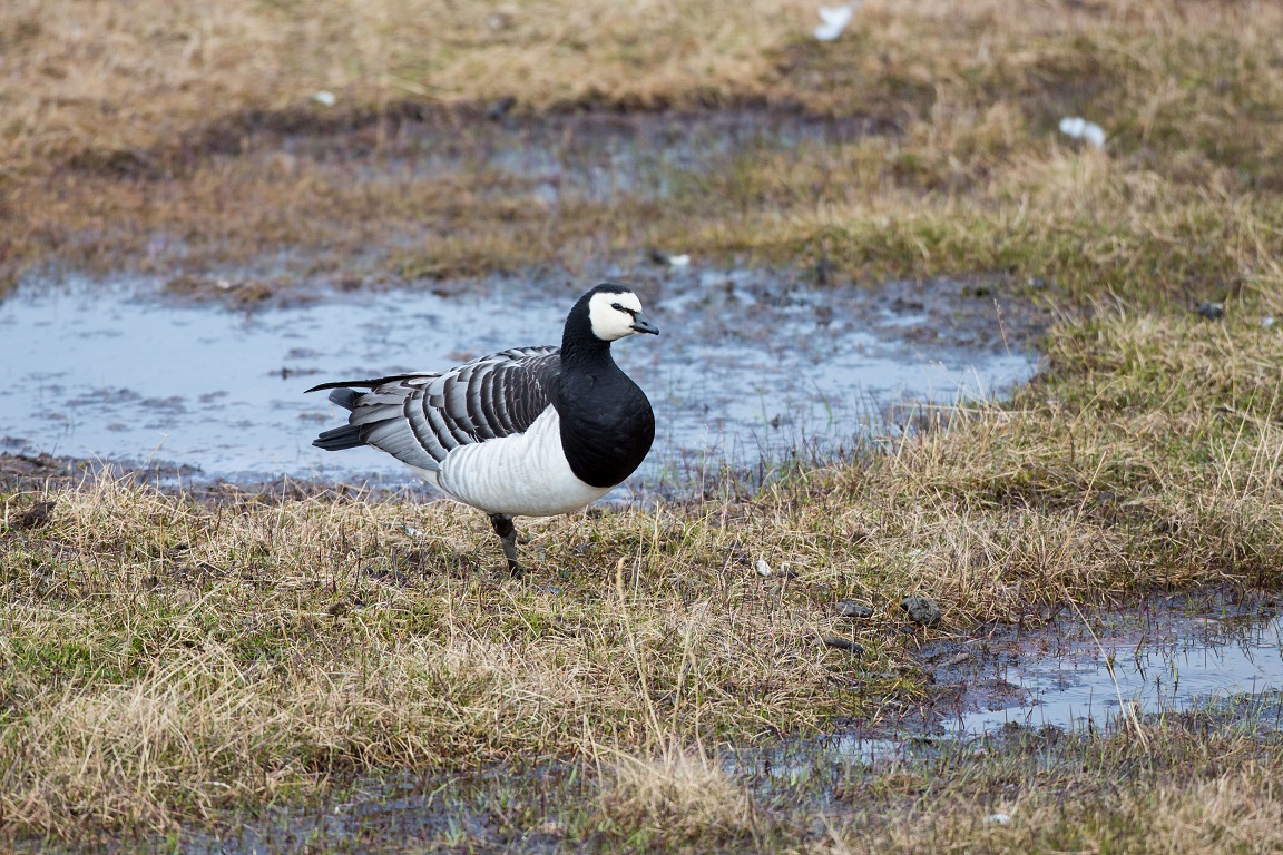 Vitkindad gås, Barnacle Goose, Branta leucopsis