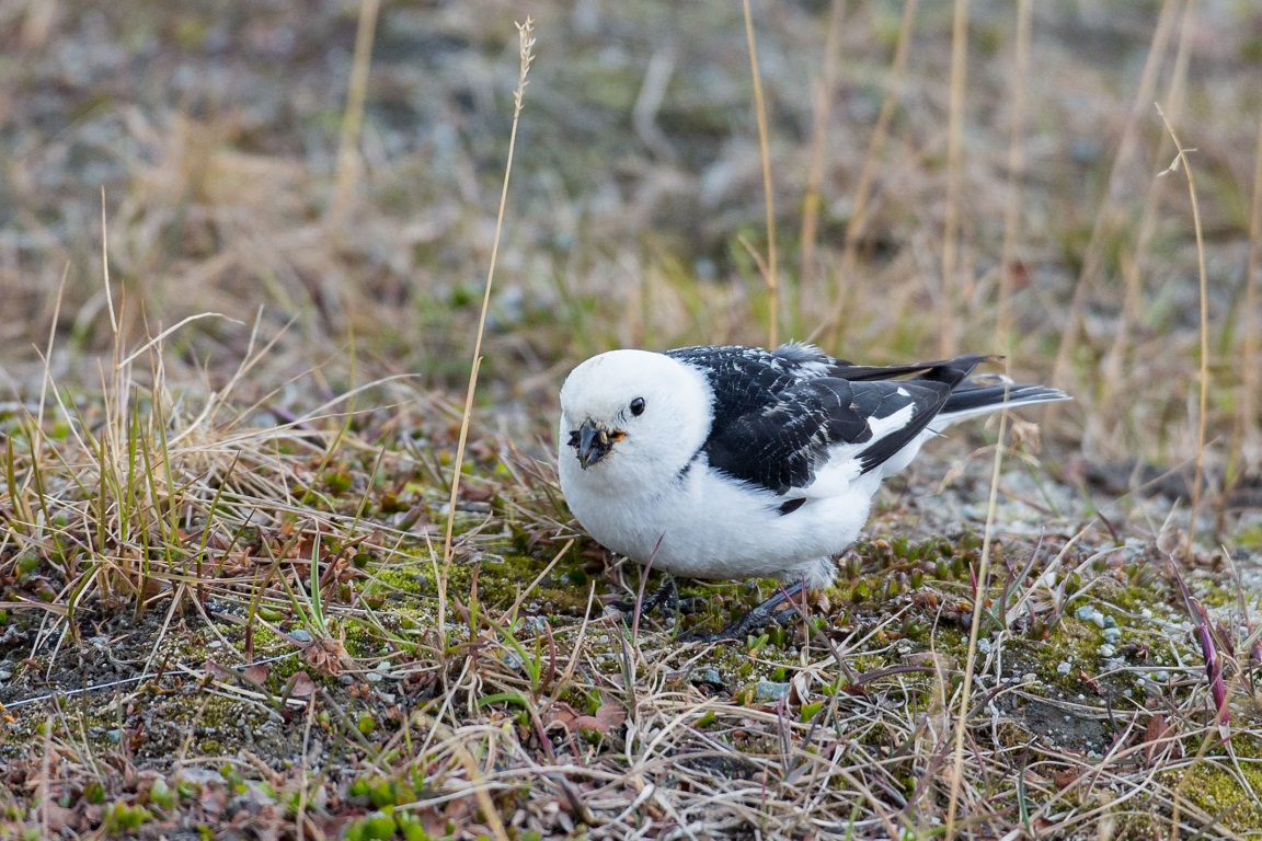 Snösparv, Snow Bunting, Plectrophenax nivalis