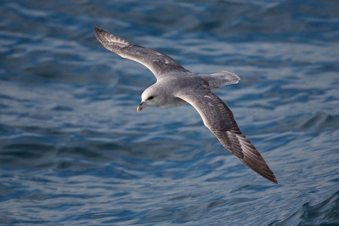 Stormfågel, Northern fulmar, Fulmarus glacialis