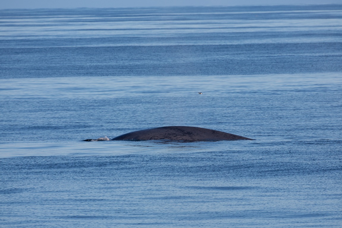 Blåval, Blue whale, Balaenoptera musculus