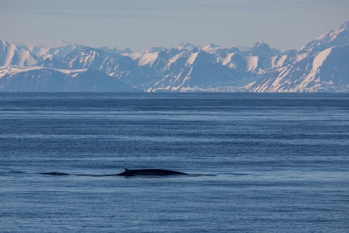 Sillval, Fin whale, Balaenoptera physalus