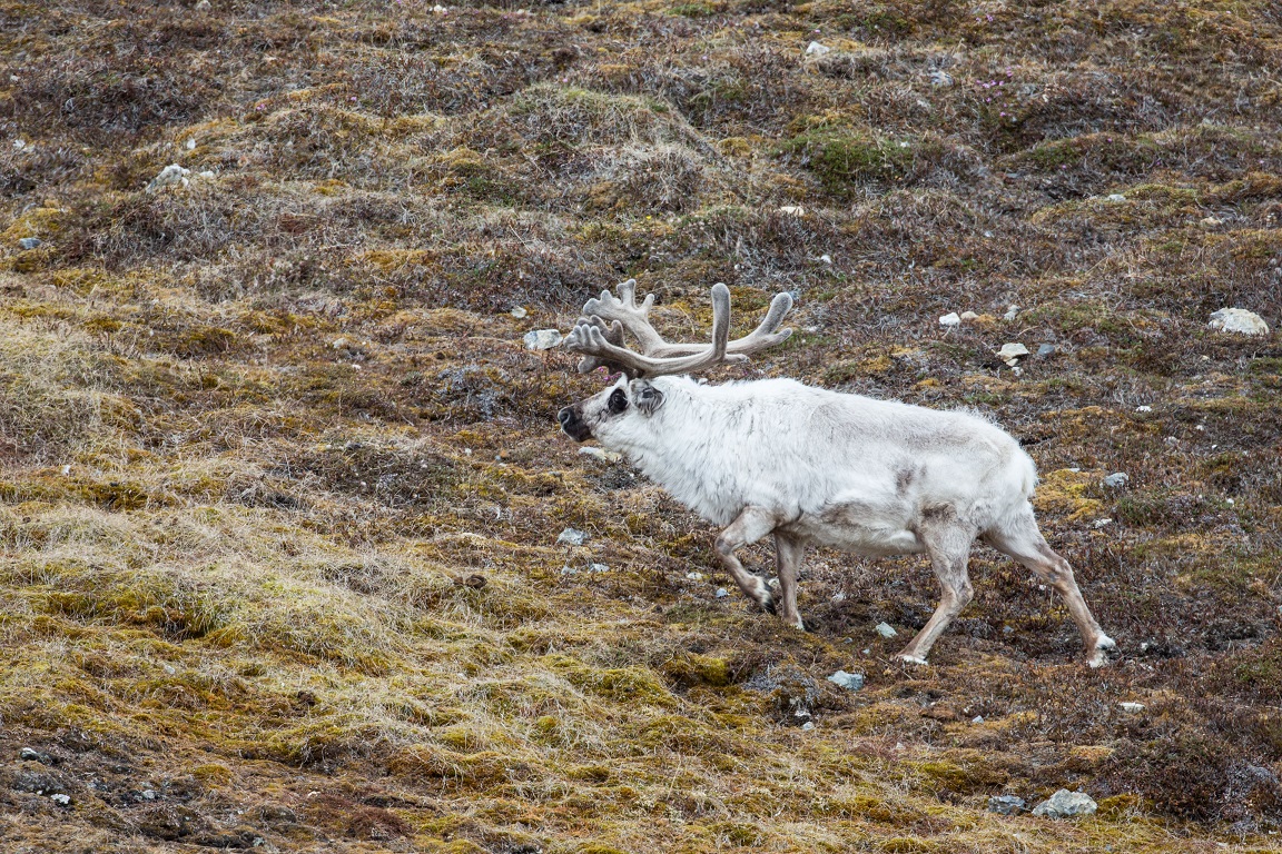 Svalbardsren, Svalbard reindeer, Rangifer tarandus platyrhynchus