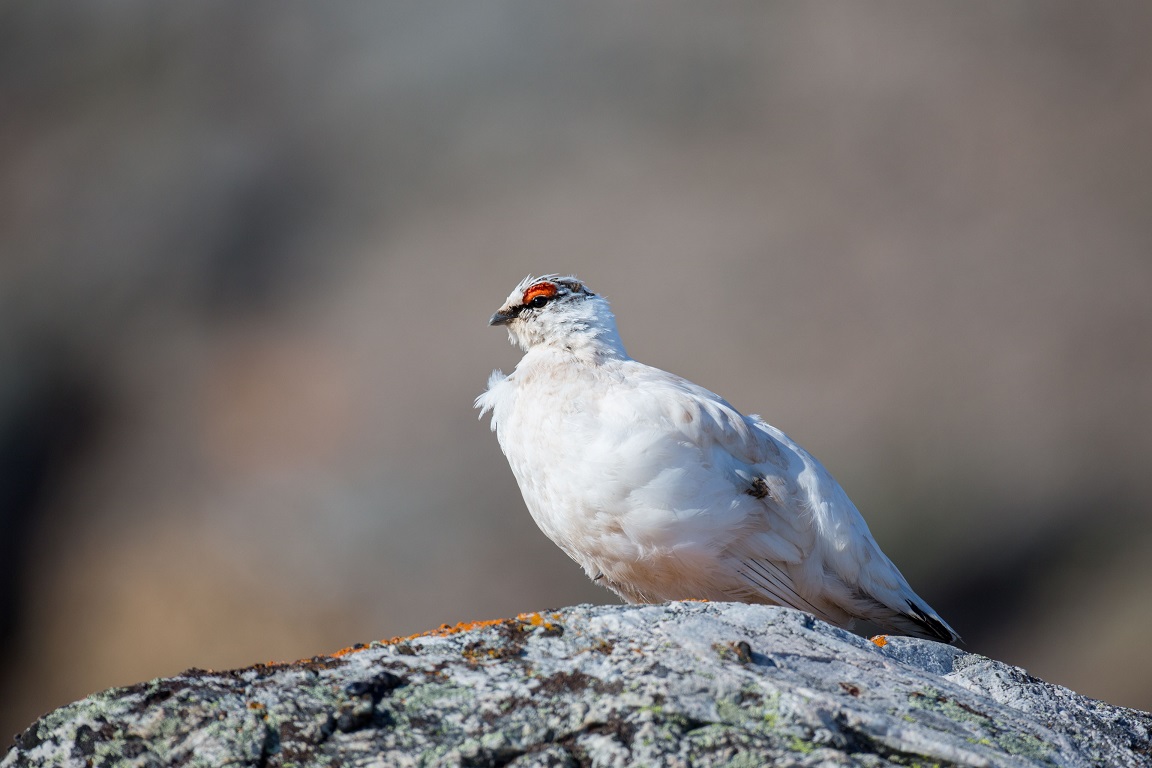 Fjällripa, Rock ptarmigan, Lagopus muta