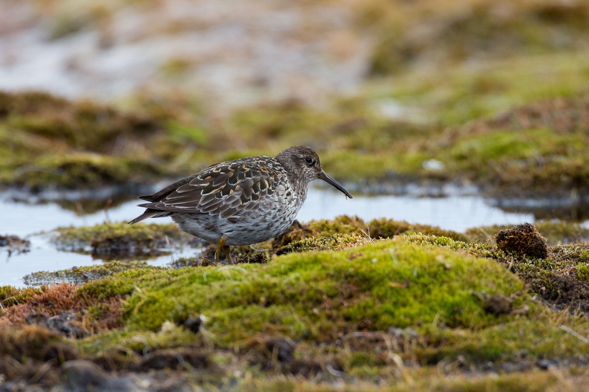 Skärsnäppan, Purple sandpiper, Calidris maritima