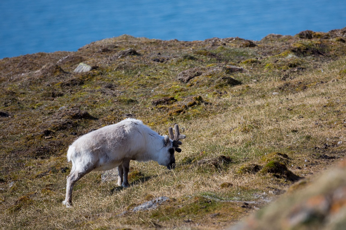 Svalbardsren, Svalbard reindeer, Rangifer tarandus platyrhynchus