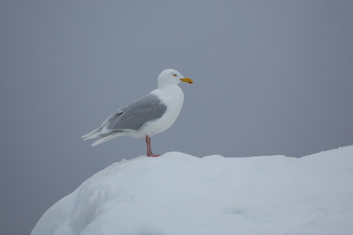 Vittrut, Glaucous gull, Larus hyperboreus