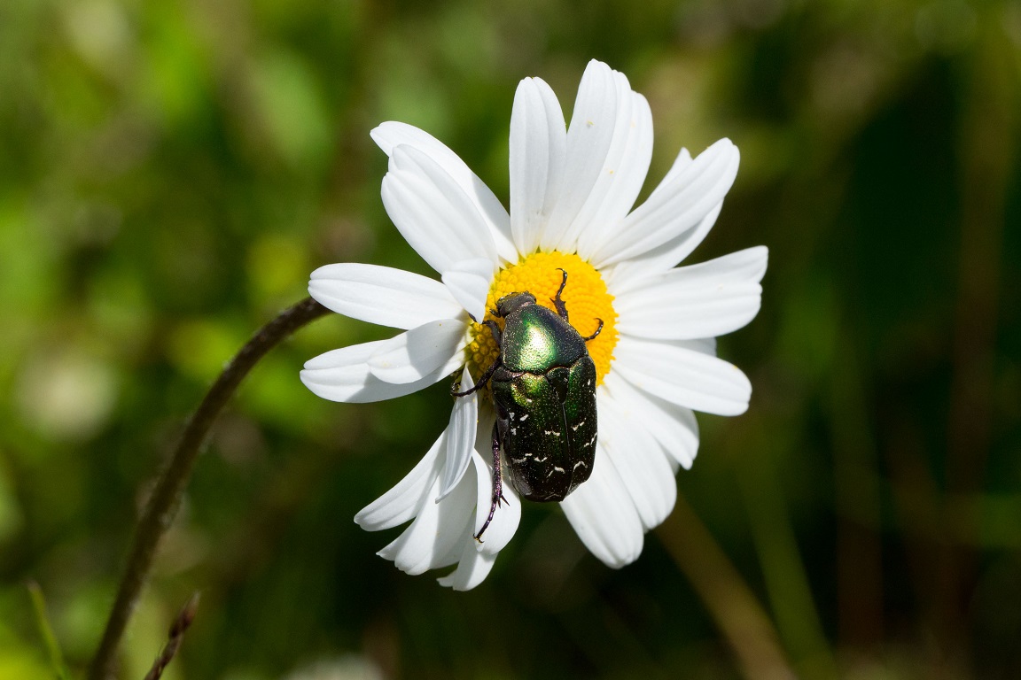 Gräsgrön guldbagge, Goldsmith beetle, Cetonia aurata