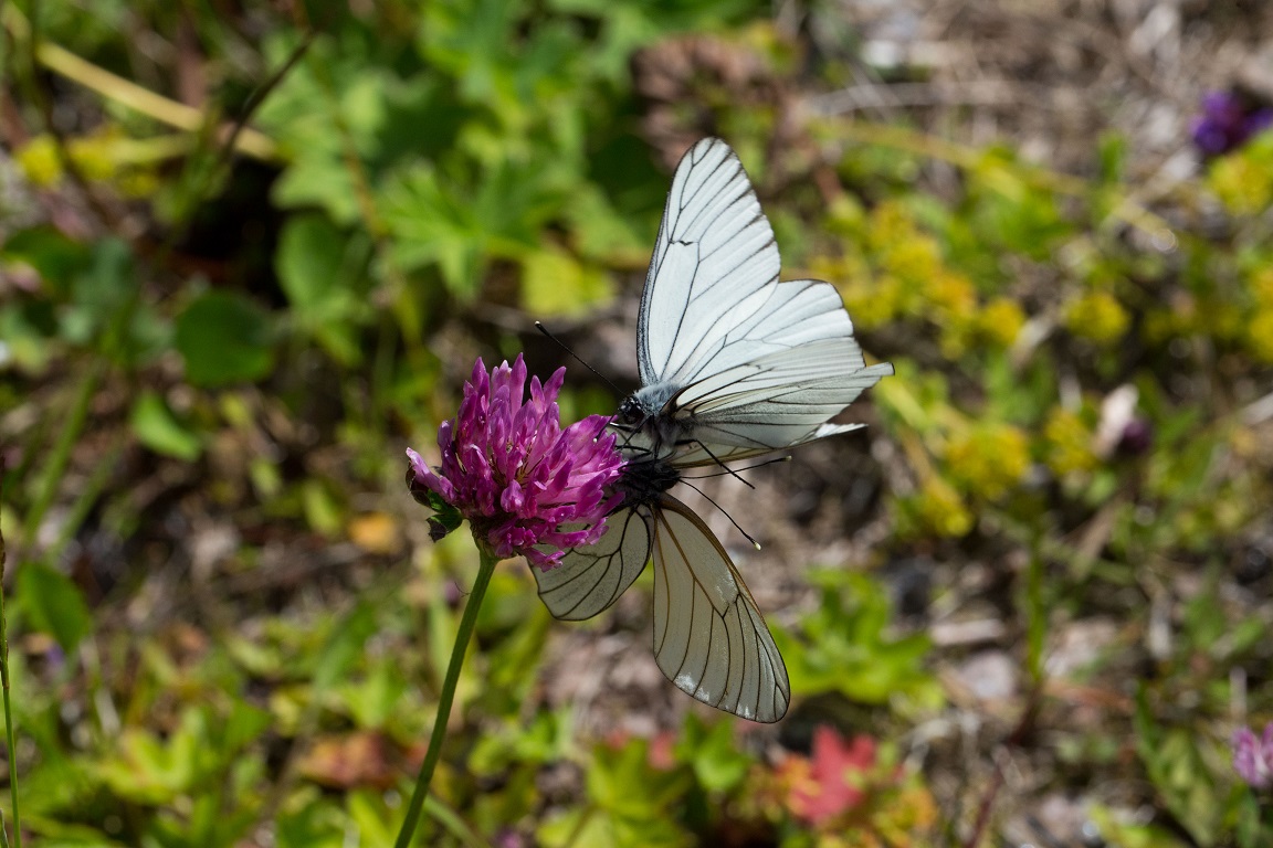 Hagtornsfjäril, Black-veined White, Aporia crataegi